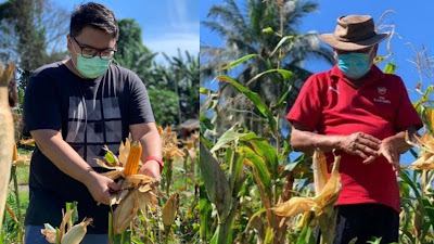 Olly Dondokambey Bersama Putra Sulung Panen Jagung di Kolongan