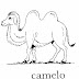 Desenho de Camelo para Colorir 