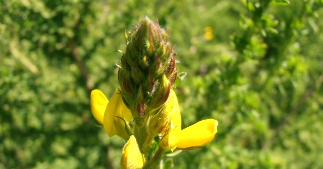 P3050712%2b-%2bcopia