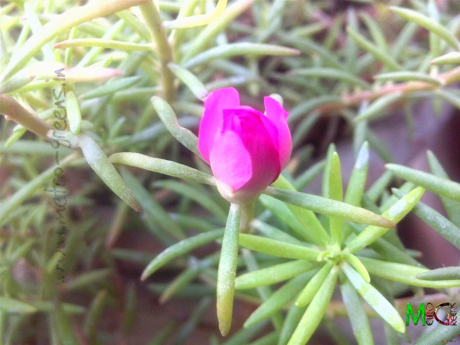 Metro Greens: A pink portulaca (double variety) bud.