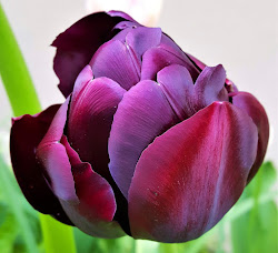 tulips purple pedalogue courtyard discovered shots gorgeous tour last