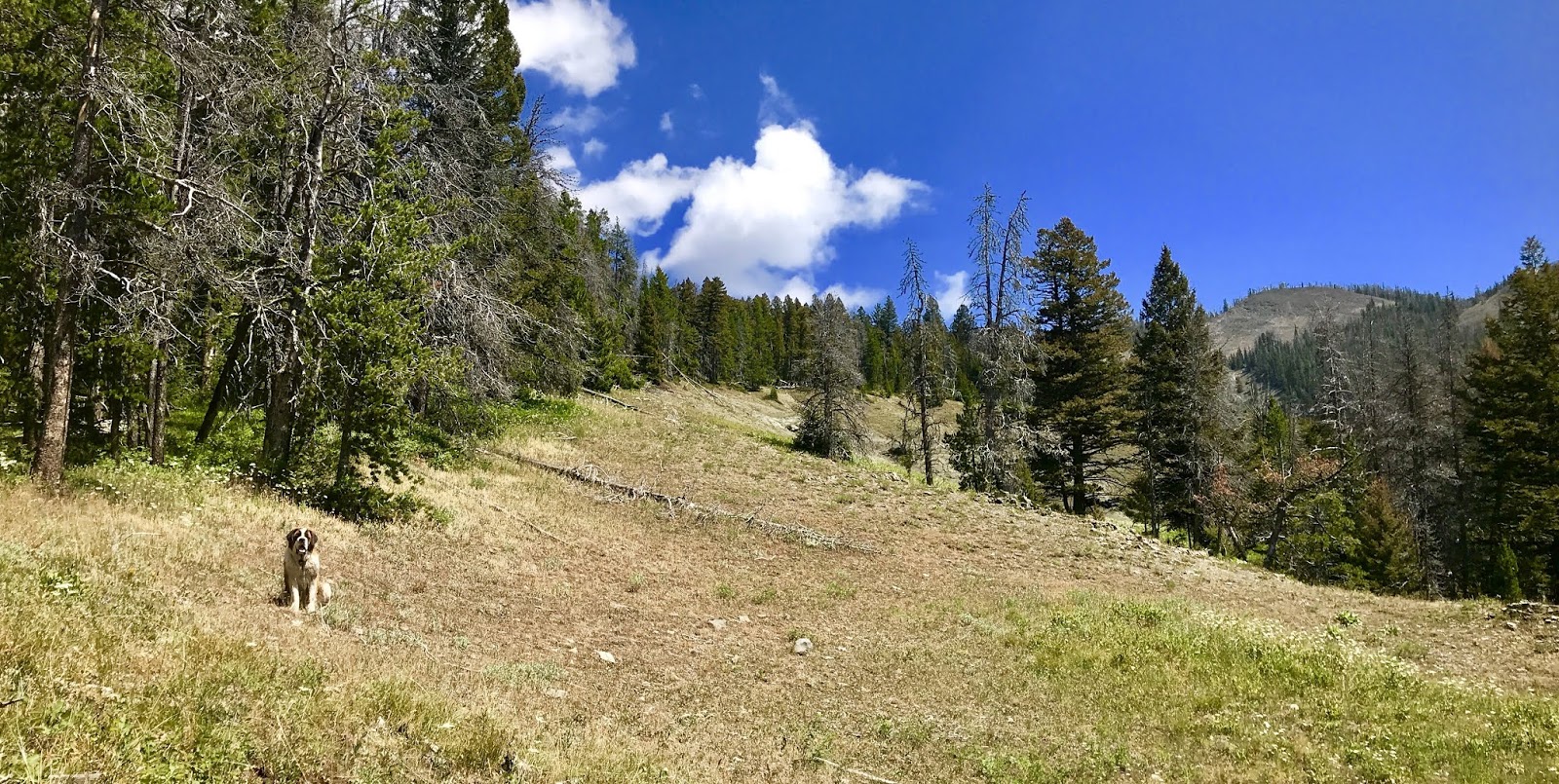 Alpacas Of Montana Inc An Overview Of Everything Alpaca