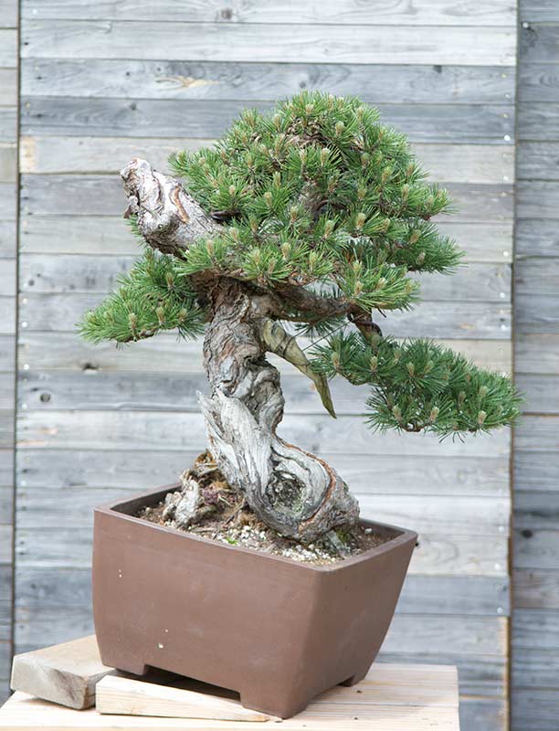 Walter Pall Bonsai Adventures Some Trees At Minoru Bonsai