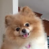 9 Problems Only Pomeranian Owners Will Understand