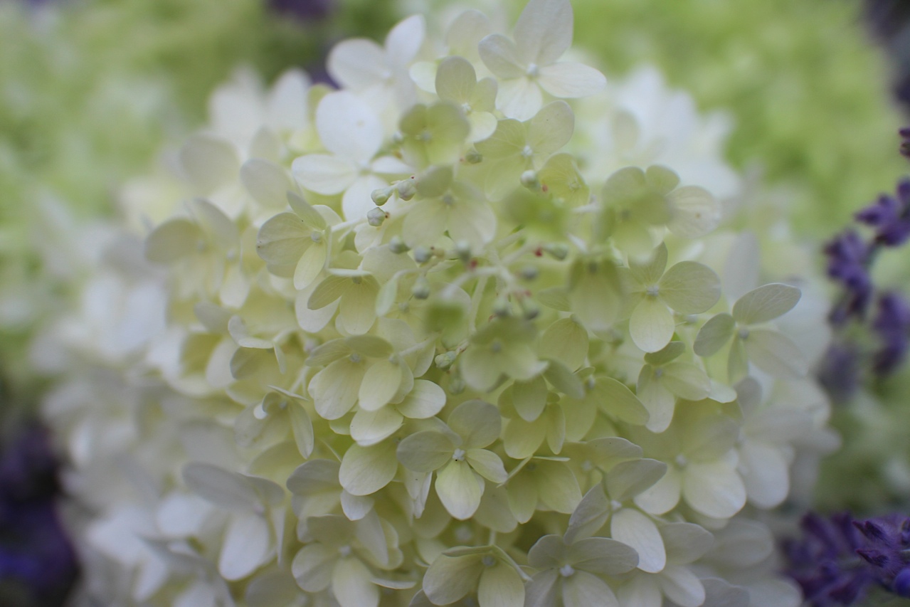 A Wall Of Limelight Hydrangeas Planted Together With Firelight