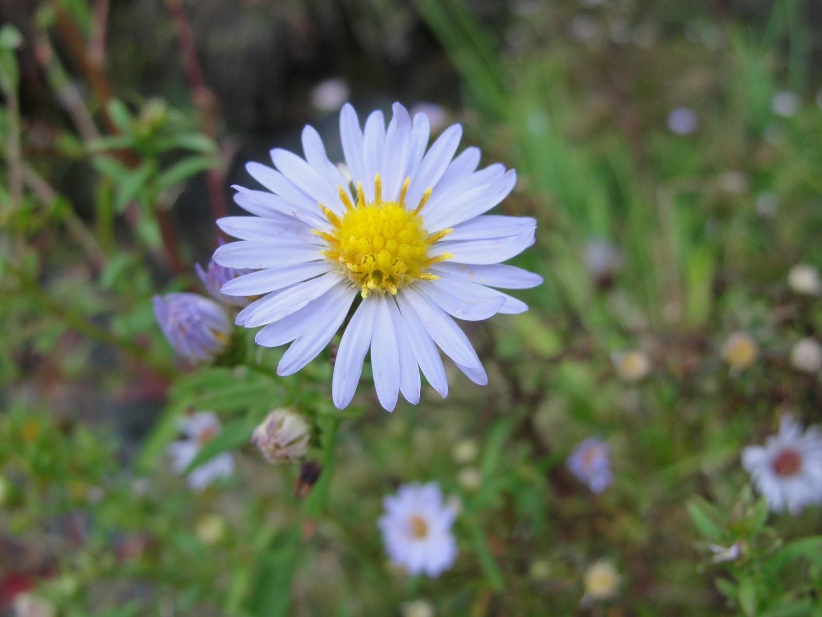cape cod in fall | Mary Richmond's Cape Cod Art and Nature