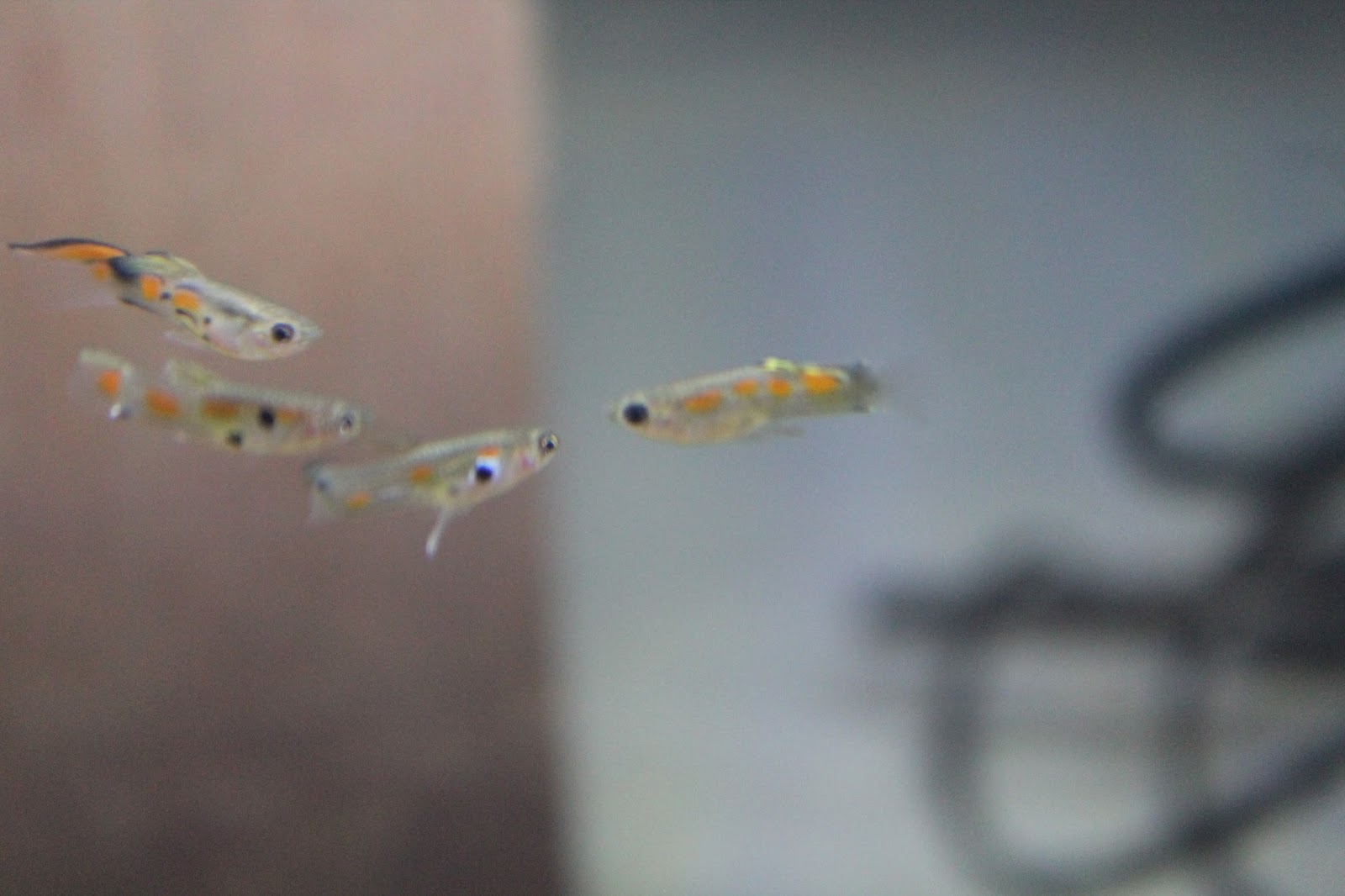 AquaCentral Library New Guppies available for sale!!!!