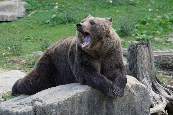 top-5-tips-to-survive-Bear-attack-افضل-خمس-نصائح-للنجاة-في-مواجهة-دب