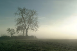 [paesaggio: alberi, sole, campo, prato, erba, nebbia]