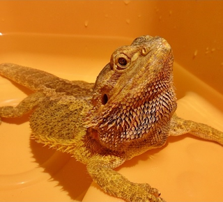 Obese bearded dragon