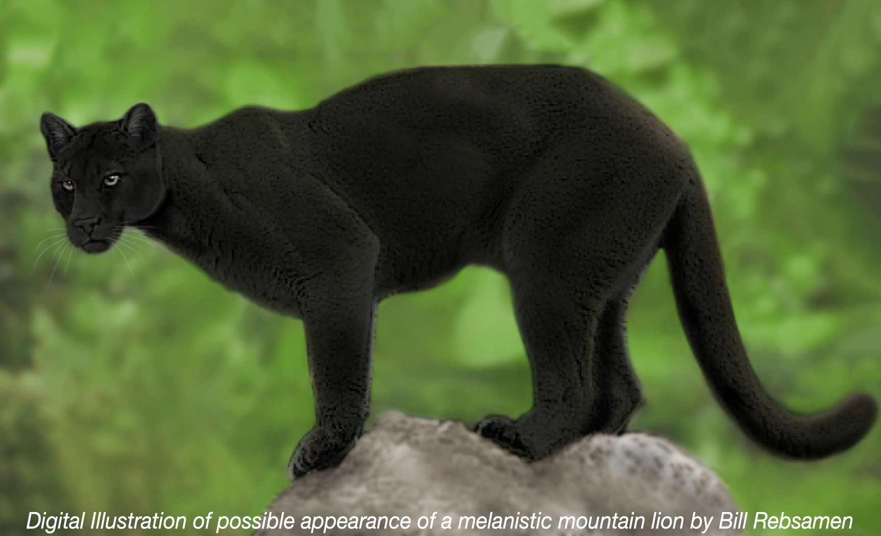 Shuker In MovieLand BLACK PUMAS IN THE MOVIES