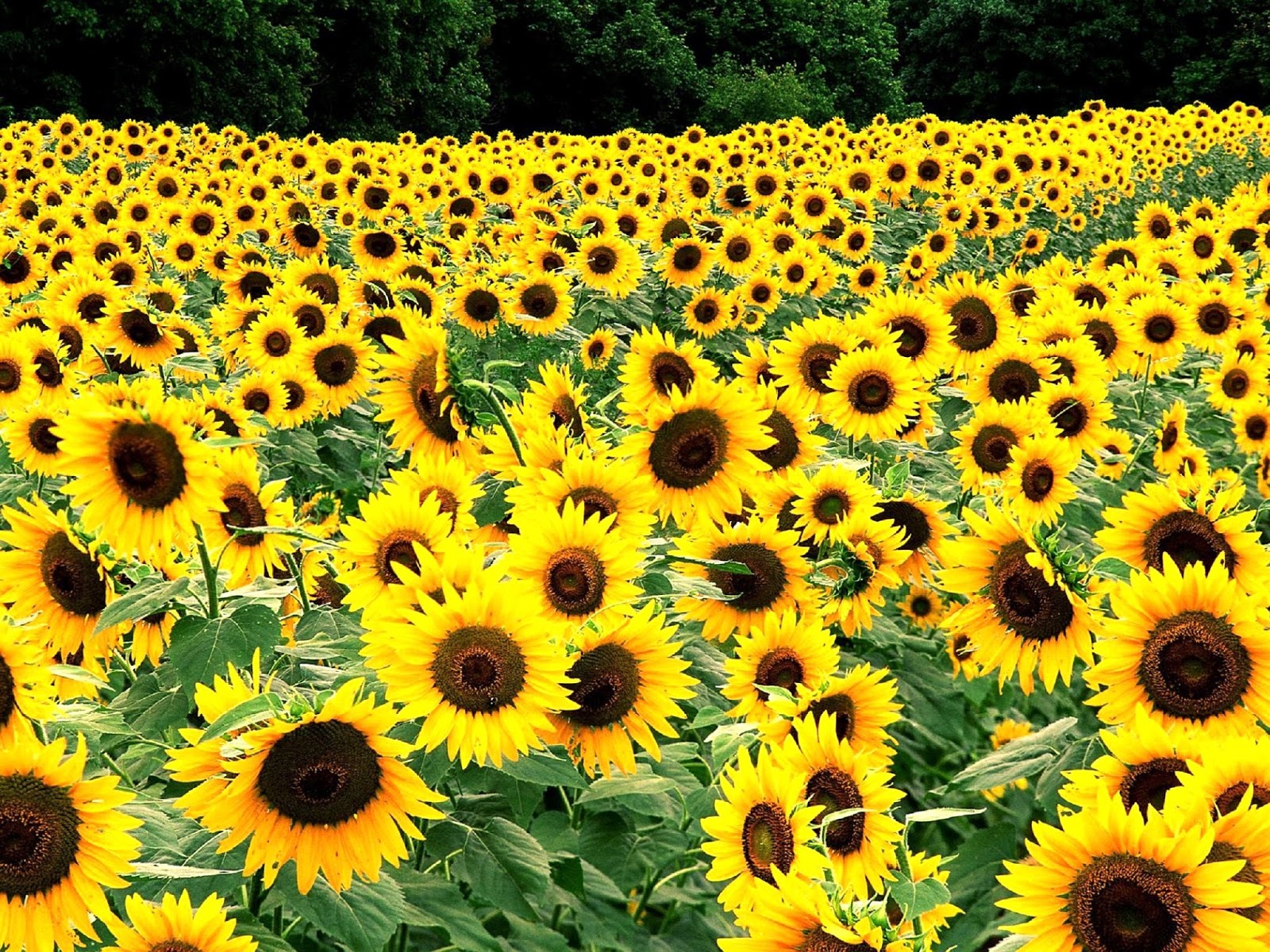 Fondos De Girasoles Fondo De Pantalla