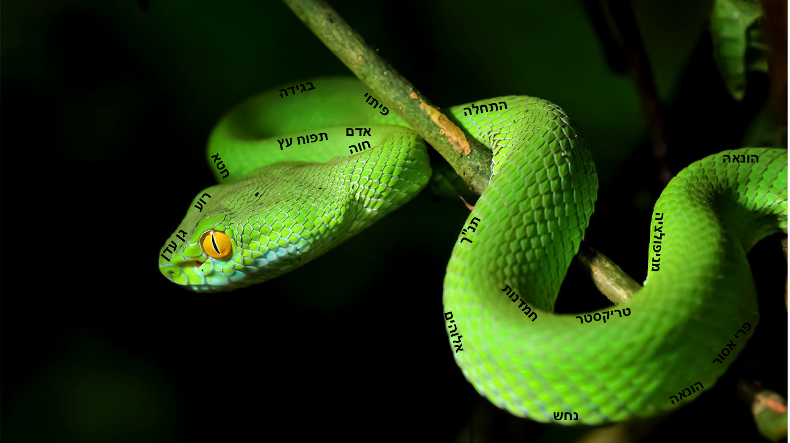 imagemaking: The Serpent