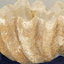 Giant Clam Shells: Unprecedented Natural Archives for Paleoweather