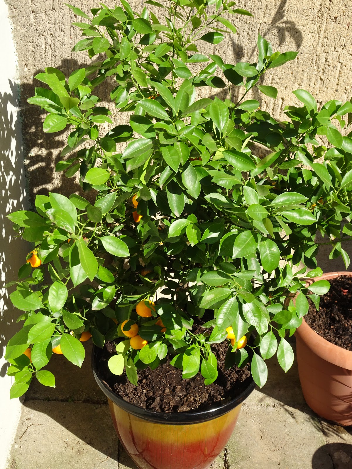 Leckere Kalaminde Orange