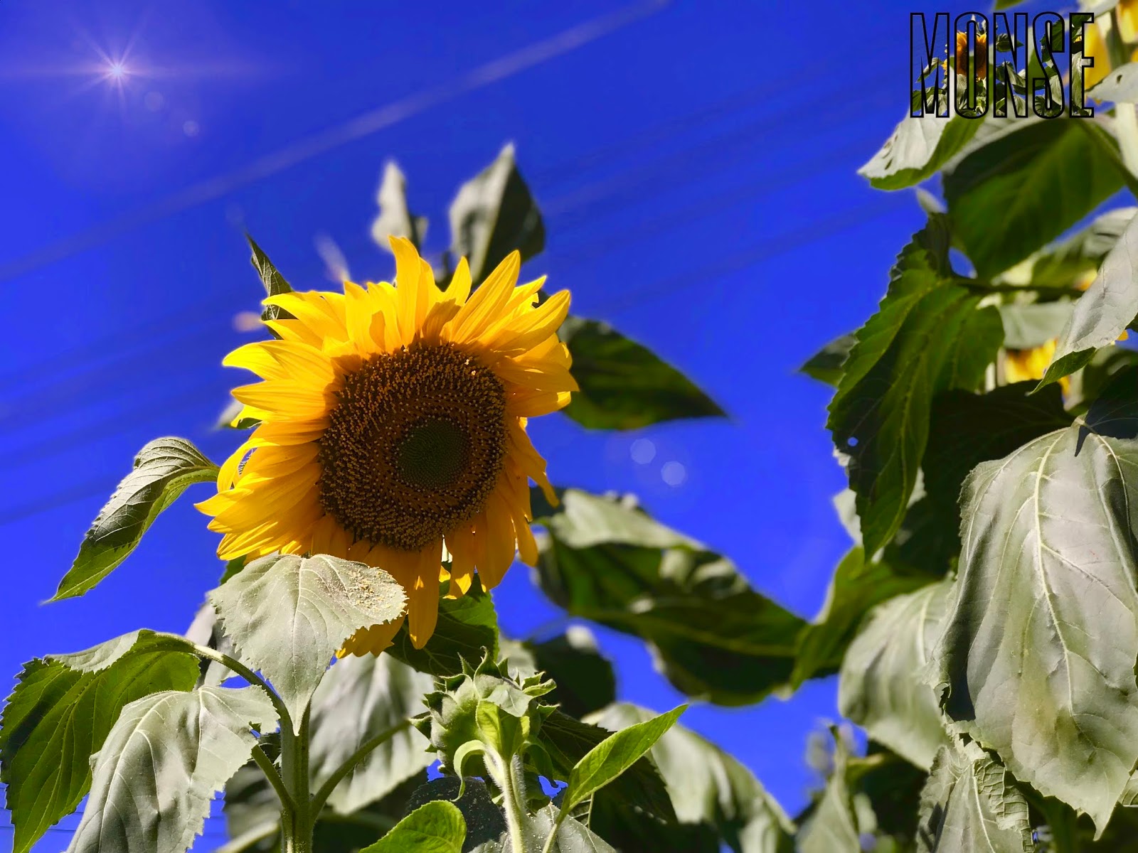 the flower in the garden