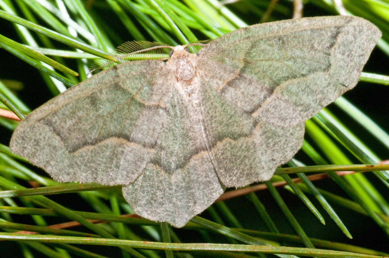 Bugs of Mackie Hemlock Looper Lambdina fiscellaria Hodges6888