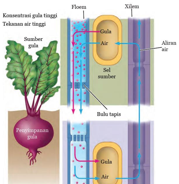 Pengangkutan Nutrisi pada Tumbuhan beserta Gambar Penjelasannya