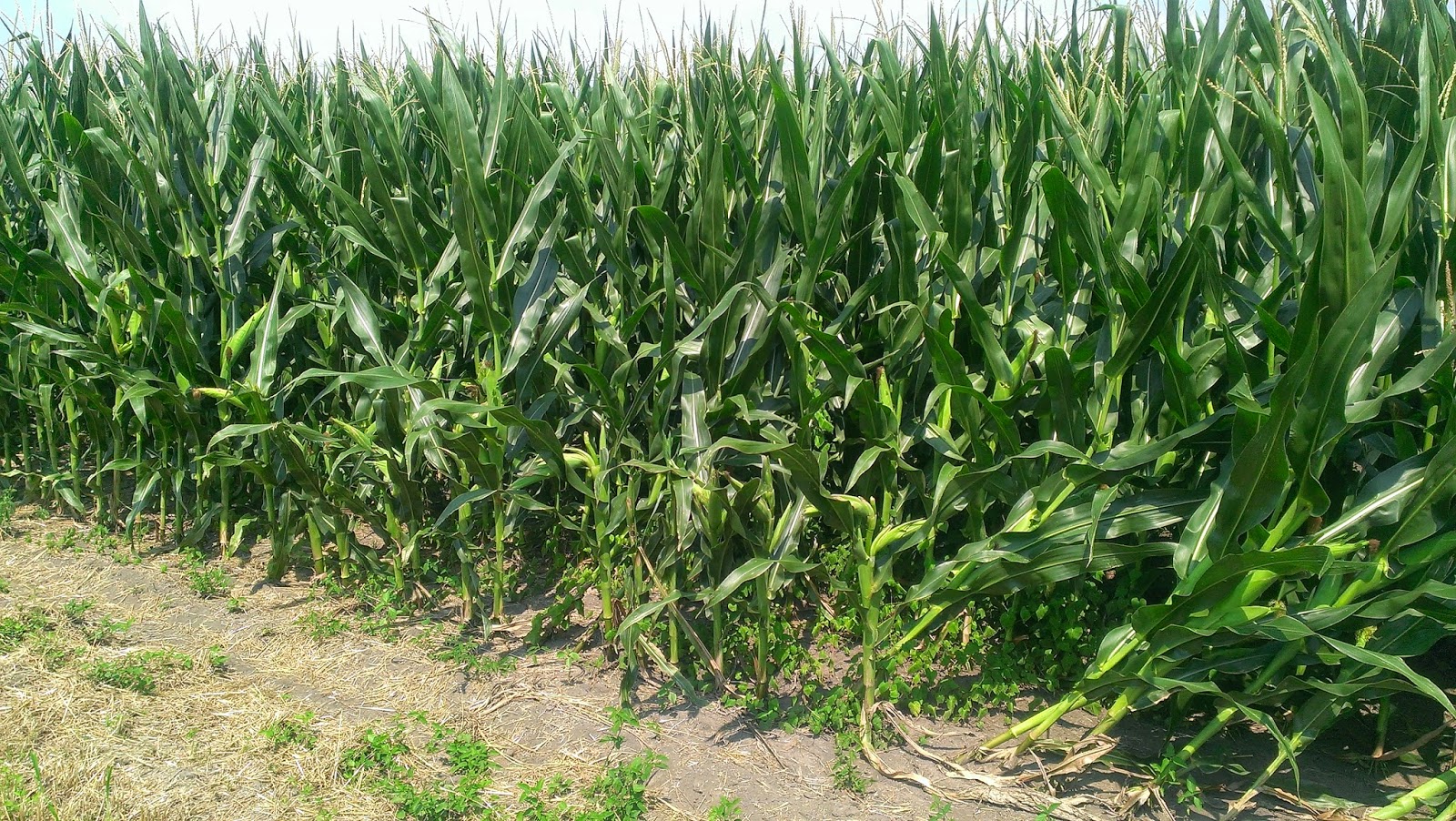 Observations in Agriculture Deer Damaged Corn