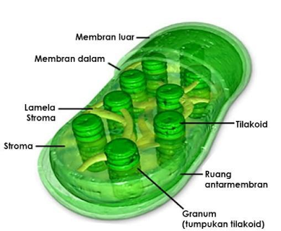 Gambar  . Plastida/kloroplas