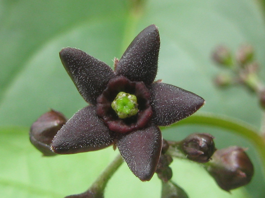 Circling the Smiling Pond Black Swallowwort