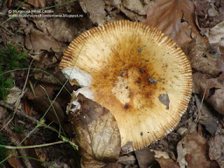 Russula foetens DSC60894