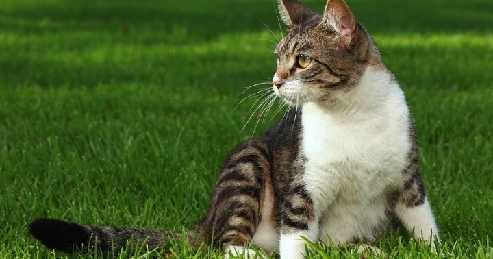 Mengapa Kucing Mengubur Kotorannya Sendiri? Belajar Mengapa Kucing Mengubur Kotorannya Sendiri? Belajar