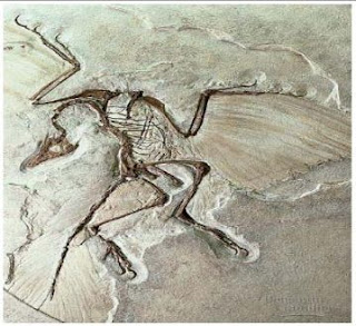Fosil Archaeopteryx lithographica, berumur Jura, memiliki rangka reptil yang didalamnya memiliki jari-jari dengan cakar  pada sayapnya, susunan tulang belakang yang menerus hingga  ke bagian ekor, serta memiliki gigi, akan tetapi tubuh binatang ini ditutupi oleh bulu.