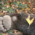 Απο κυνηγετικό όπλο πυροβολημένη η αρκούδα που εντοπίστηκε νεκρή στην Ε.Ο Ιωαννίνων Κοζάνης 