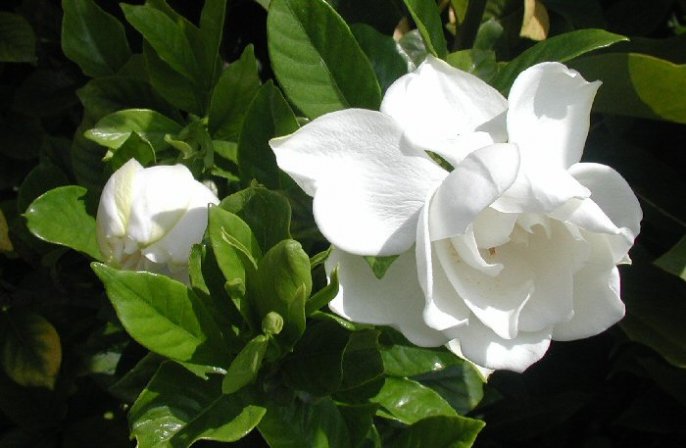 GARDENIAS