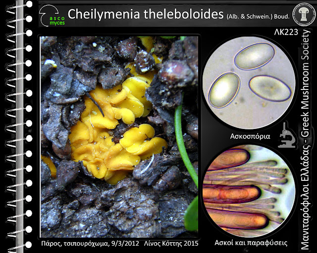Cheilymenia thelebοlοides (Alb. & Schwein.) Boud.