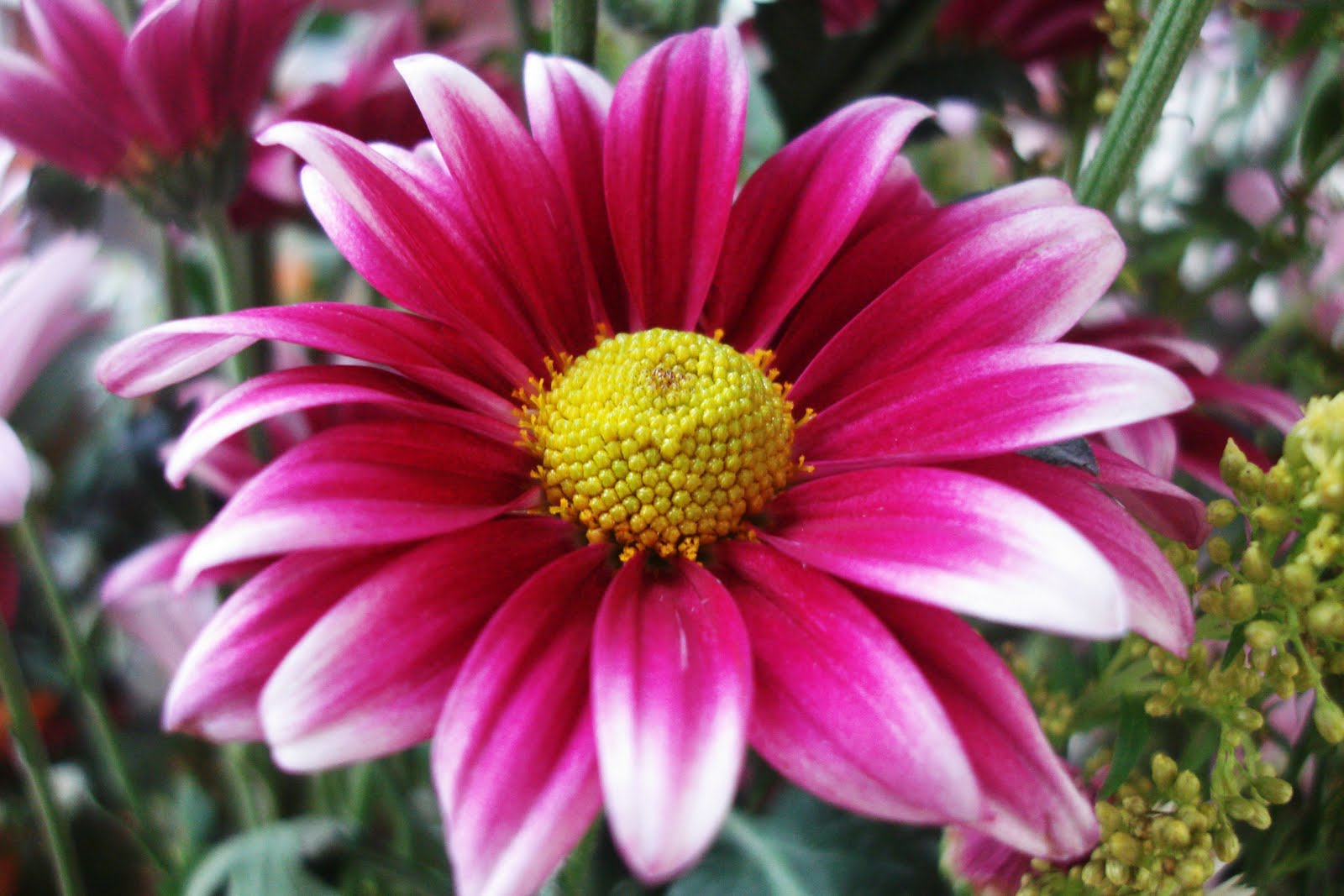 dallas-flower-florist-september-birth-flower