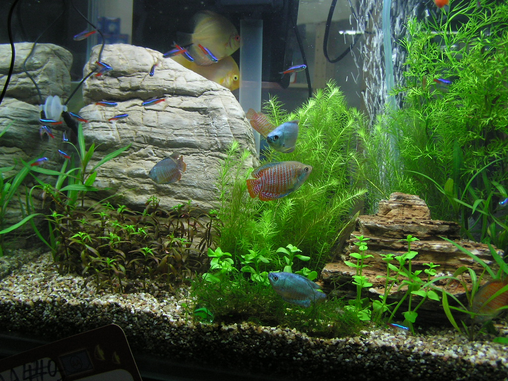 My Fresh Water Aquarium Natural Planted Tank (Walstad Method). Fresh