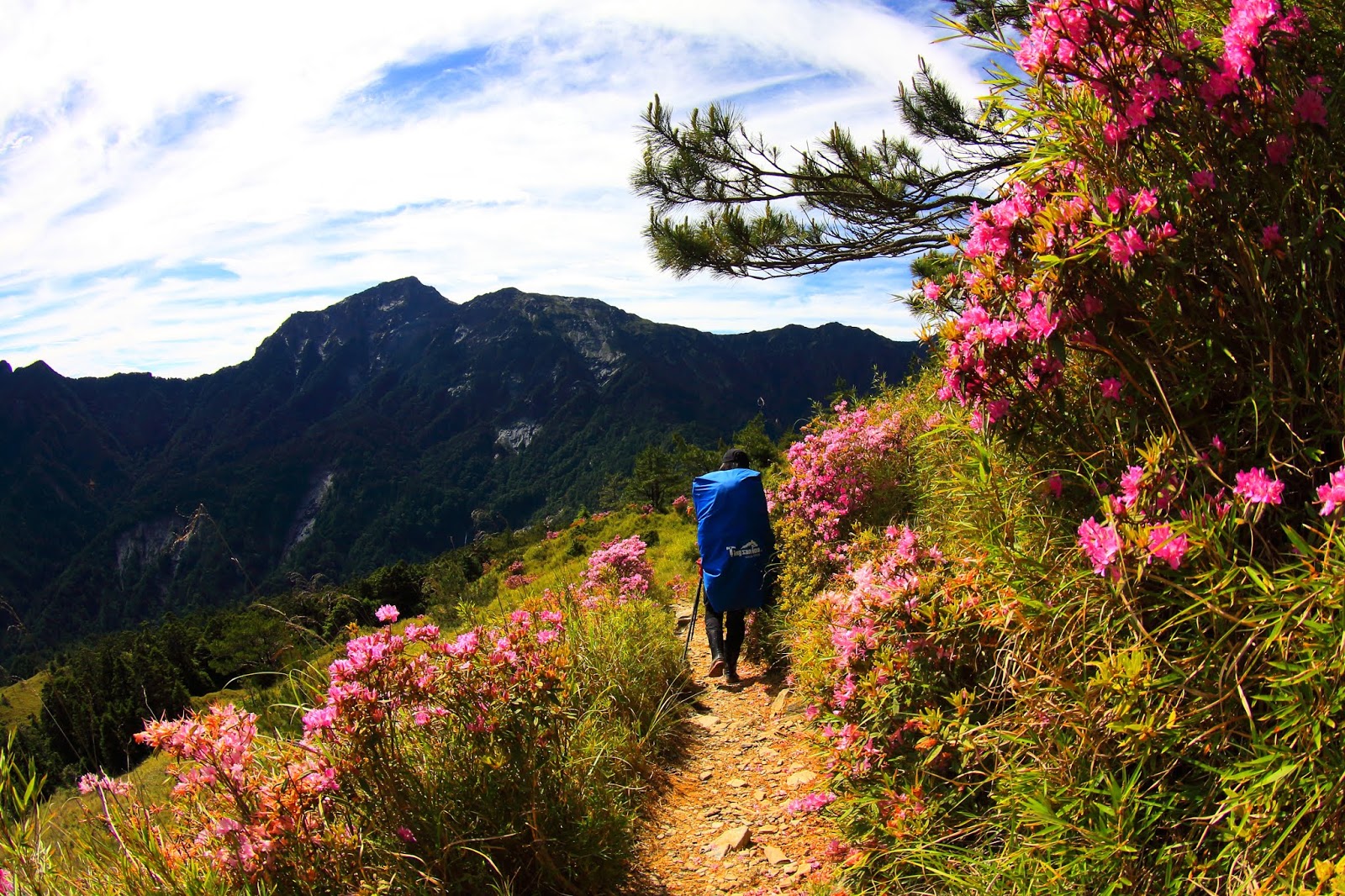 紅毛杜鵑花徑與奇萊北峰