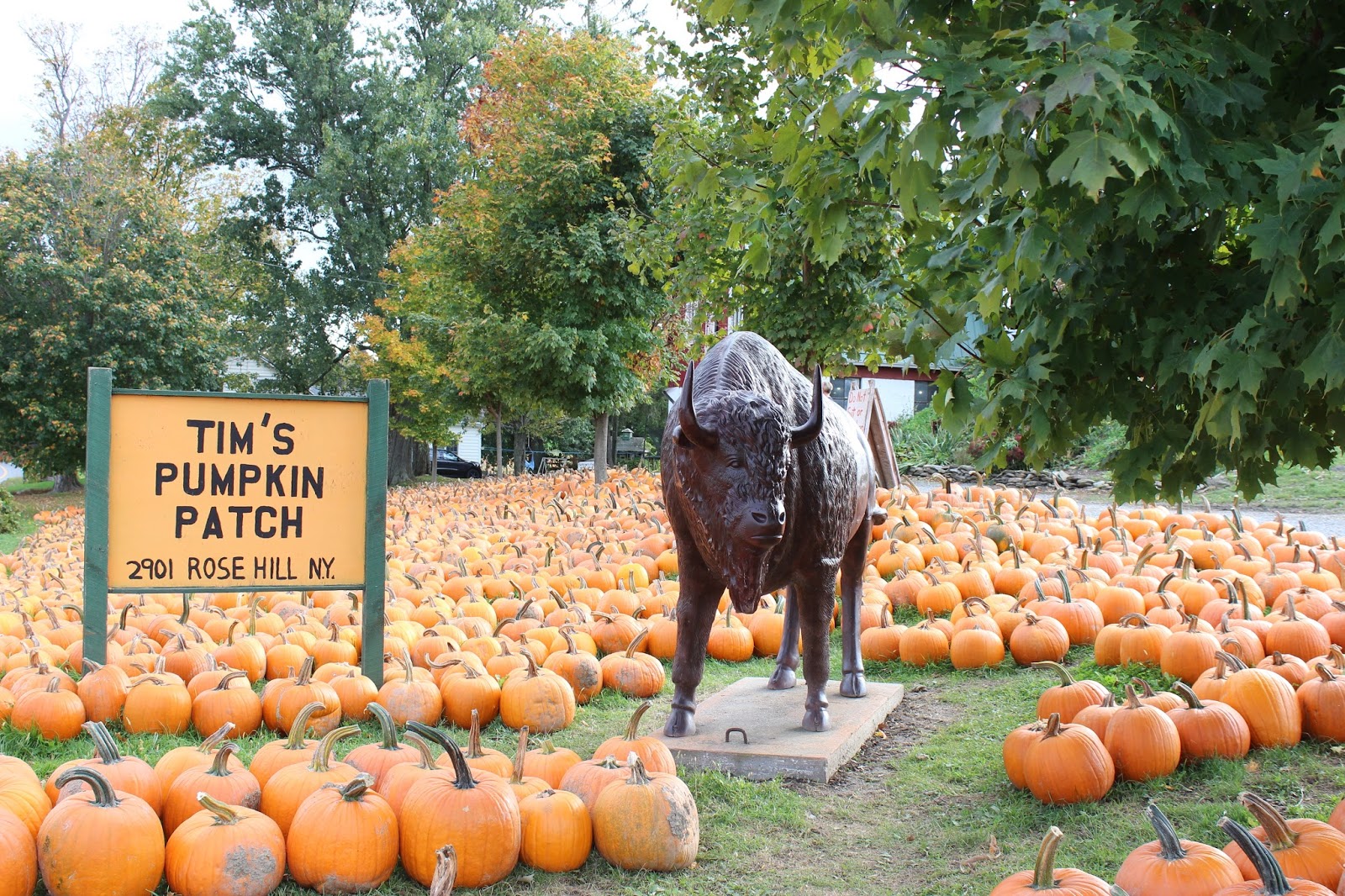 The Philosopher's Stone 2019: Tim's Pumpkin Patch - 2017 Visit