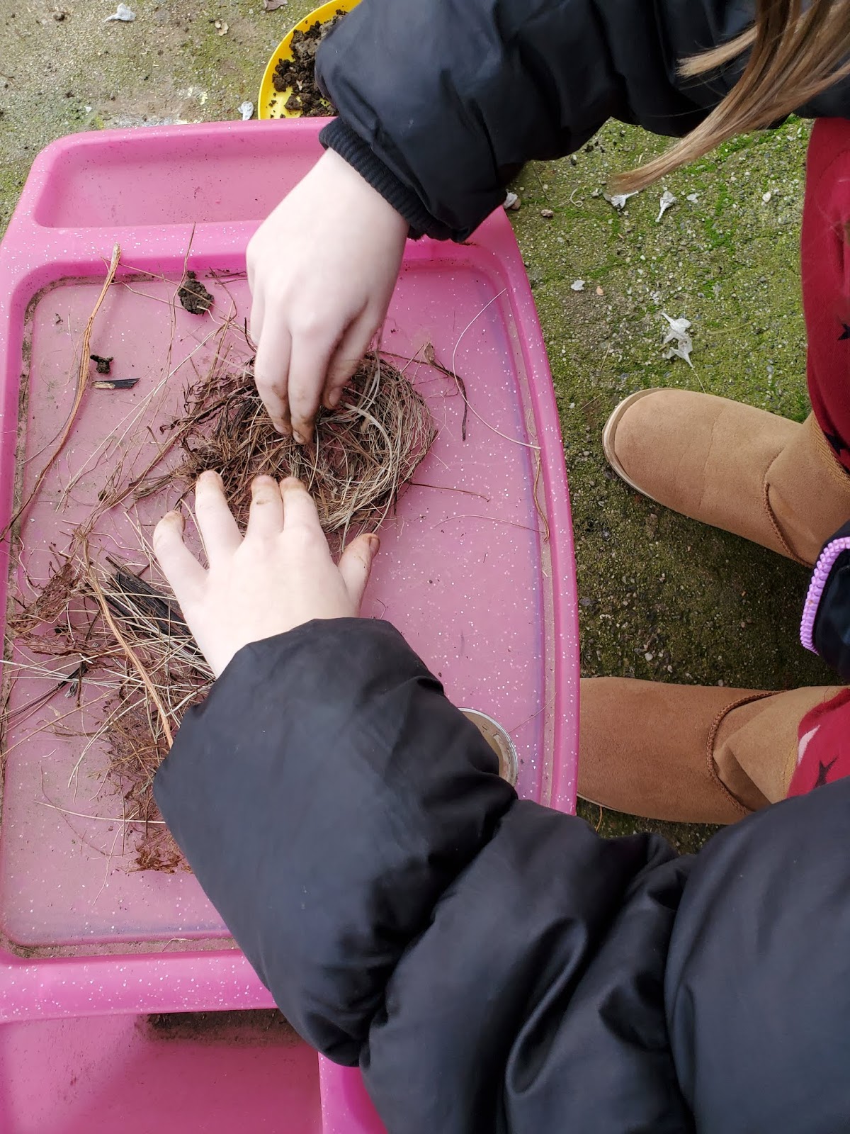 Learning About Bird Nests