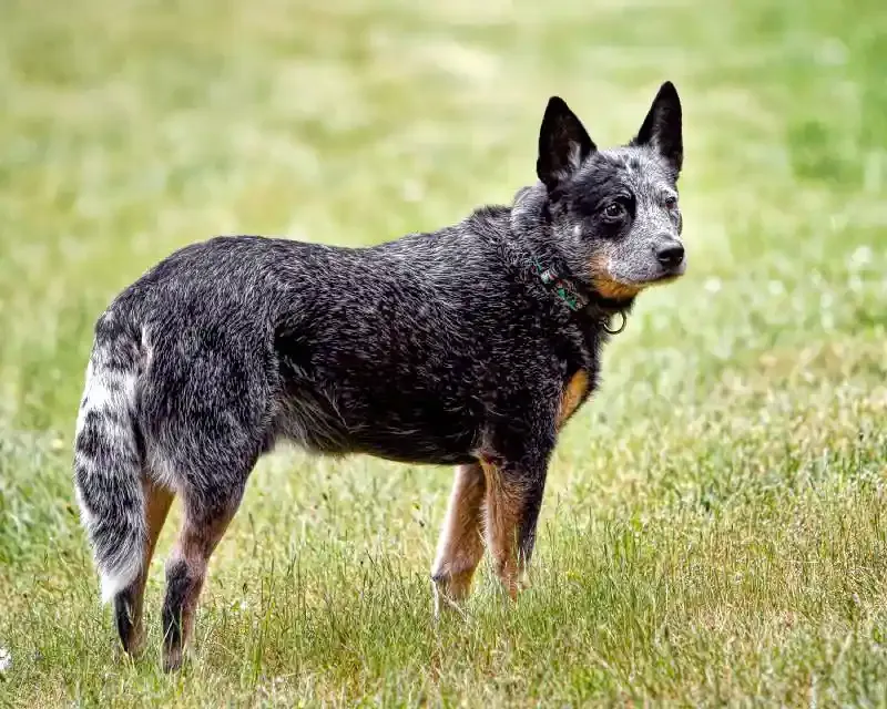 bouvier australien