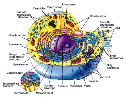 cell biology organelles mcqs mcq learning through