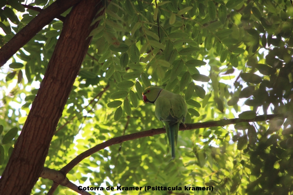 El mundo de la ecologia: Censo cotorras Argentinas en España
