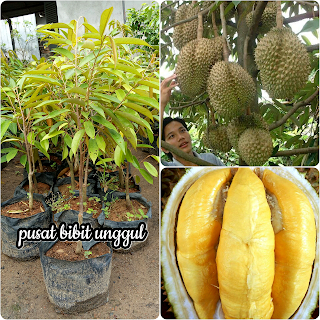  Pusat Jual Bibit Durian Musangking Unggul Cepat Berbuah