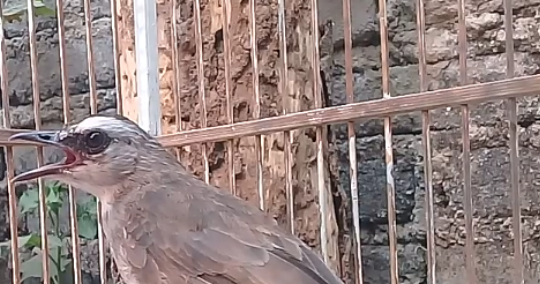 Ciriciri trucukan jantan dan betina yang simpel Zona Burung