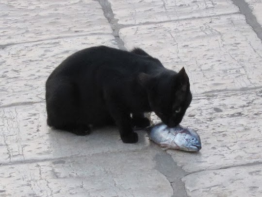 cat eating fish