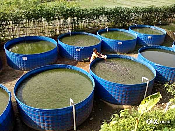 Keunggulan dan Kekurangan Kolam Bundar - BUDIDAYAKU