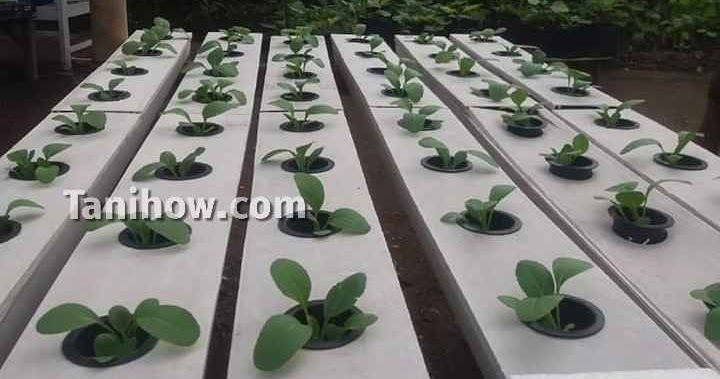 Ilustrasi visual menanam sawi pakcoy tanpa tanah mengapa memilih metode hidroponik untuk menanam sawi pakcoy tanpa tanah