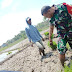 SEMANGAT BABINSA TERJUN KE SAWAH