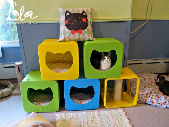 A Haven for Cats on Long Island The Patricia H. Ladew Foundation