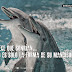 Delfines y orcas, libres
