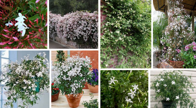 GIASEMI Jasminum