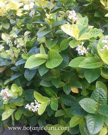 Pseuderanthemum carruthersii var. reticulatum, Yellow-vein Pseuderanthemum, Eldorado bush