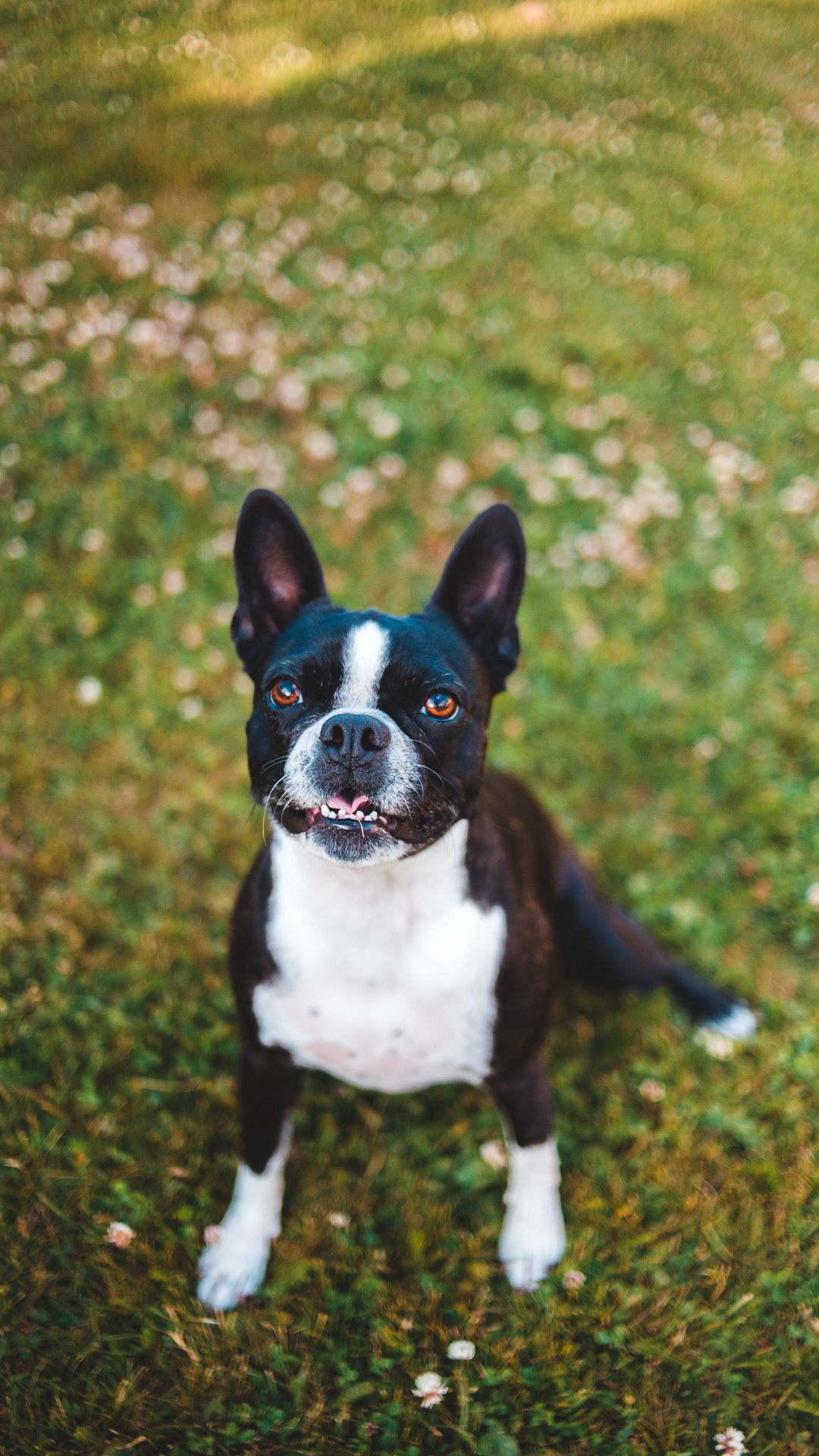 Wallpaper Cute Black French Bulldog Dog